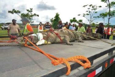 Reubican enorme reptil encontrado en Los Cuatro Altos