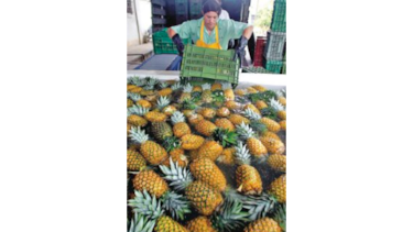 Costa Rica exportará piña hacia China