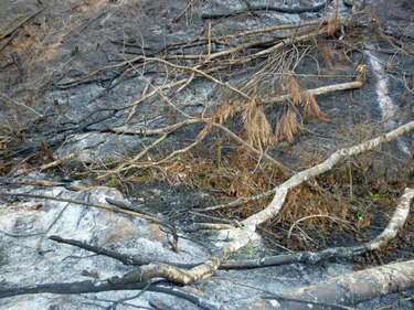 Investigan tala de bosque secundario en Herrera