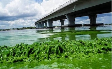 Un alga babosa y maloliente espanta turistas y asfixia la vida marina en Florida