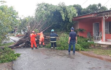 Fuerte aguacero en Herrera deja árboles caídos y daños en el tendido eléctrico