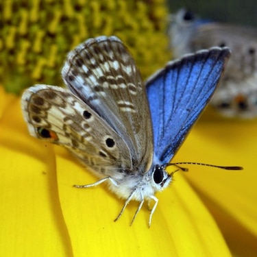 En peligro la fragil mariposa azul de Miami