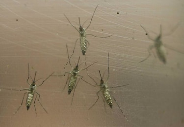 Dominicana confirma primeros 10 casos de zika