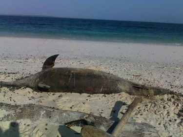 Encuentran delfín muerto en Isla Iguana