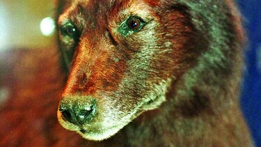 Usarán perros para detectar cáncer