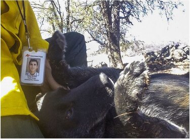 El reencuentro de una perra y su dueño tras incendios de California
