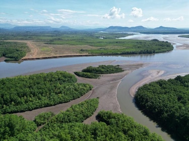 Recuperar un manglar, el reto de devolverle la vida a un ecosistema