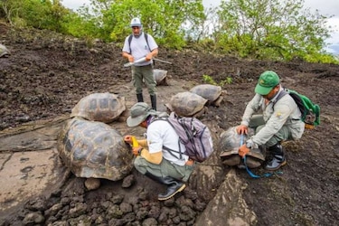 Hallan en Galápagos tortuga emparentada con la especie del ‘Solitario George’