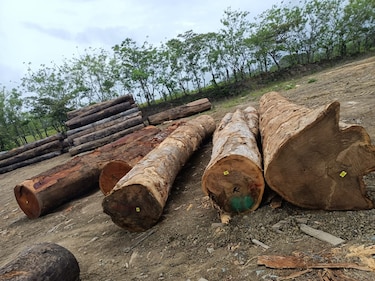 Intentan combatir el trasiego ilegal de madera 