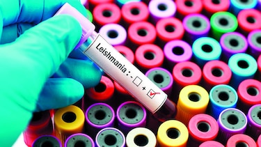 Costa Rica recibe cooperación de Panamá, Brasil y Perú contra la leishmaniasis