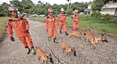 Compran y entrenan a seis cachorros para la JMJ