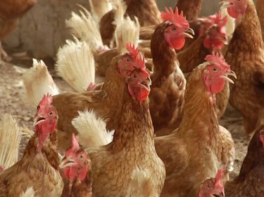 Ministerio de Desarrollo Agropecuario emite alerta zoosanitaria ante riesgo de influenza aviar