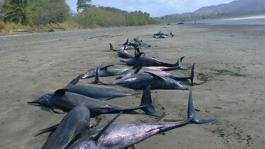Rescatan a delfines en playa de Los Santos