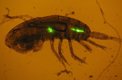 El zooplancton transfiere cientos de microplásticos a especies marinas cada día, según estudio