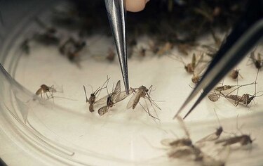 OMS: Aumenta enfermedad neurológica en brote de zika