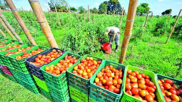 La Niña acecha al sector agro