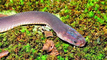 Descubren 163 nuevas especies de animales y plantas