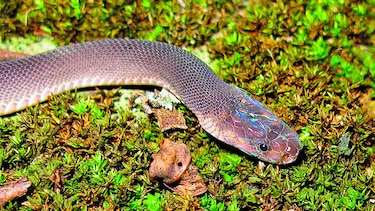 Descubren 163 nuevas especies de animales y plantas