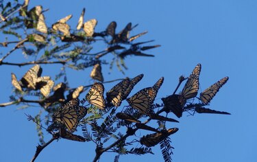 Llegan las primeras mariposas monarca a México