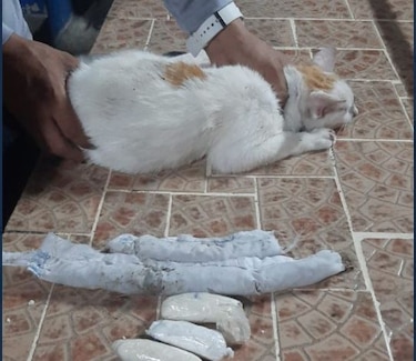 Sorprenden a gato intentando ingresar droga a la cárcel de Colón