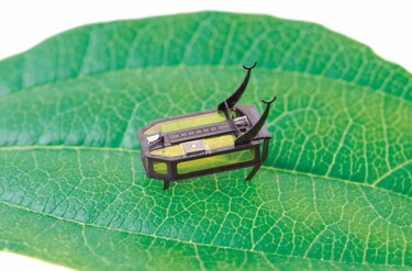Científicos crean un robot del tamaño de un escarabajo que funciona con metanol