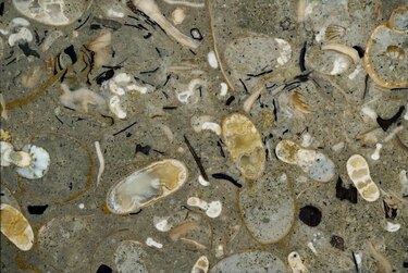 Los calamares antiguos dominaban los océanos hace cien millones de años
