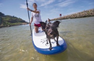 ¡Perros sobre las olas!