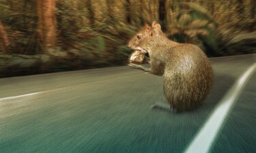 ¿Cómo las carreteras afectan a la vida silvestre?