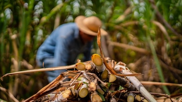 Estos son los cuatro ingenios panameños que tendrán que ajustarse a la entrada del bioetanol