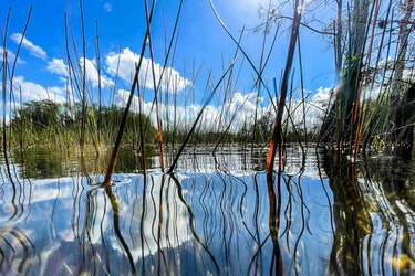 El cambio climático amenaza el futuro de los Everglades, joya natural de Florida