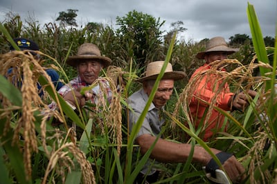 Gobierno aprueba importación de arroz y se prepara para la emergencia ante impacto de El Niño 