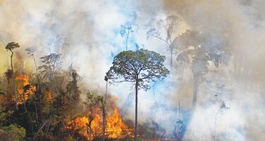 ‘Panamá podría perder carbono negatividad en 2032’