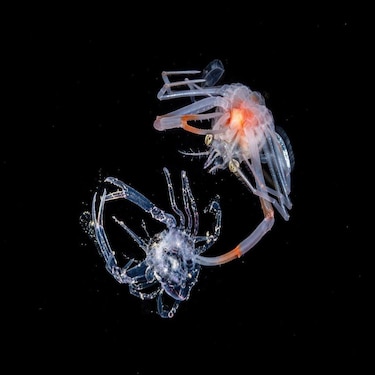 Las impresionantes imágenes de criaturas marinas que logra la buceadora que entra al mar de noche