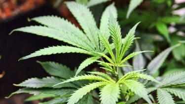 Piden voto sobre legalización de la marihuana en California