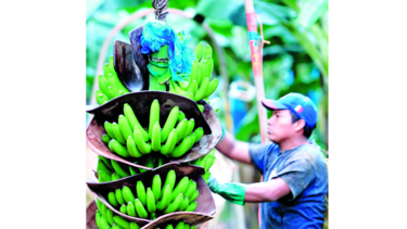 Jubilación especial para los bananeros