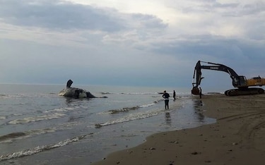 Canadá investiga la muerte de una ballena en peligro de extinción