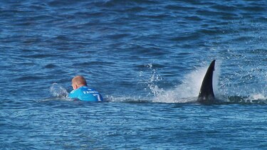 Nuevo récord: 98 ataques de tiburón durante el año 2015