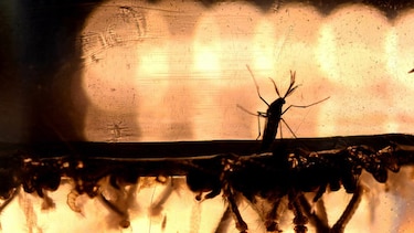 Barbados confirma tres casos de zika