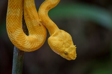 Muere hombre de 68 años mordido por una serpiente en Macaracas, Los Santos