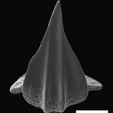 Dentículos: una mirada  al pasado de los tiburones