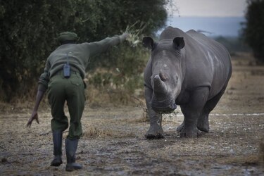 La caza ilegal de rinocerontes africanos disminuye, pero su población continúa amenazada
