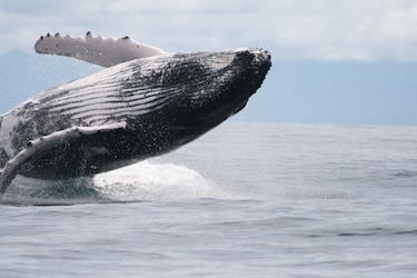 Ballenas jorobadas llegan al Pacífico panameño
