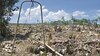 Plantaciones de banano van quedando en el olvido