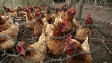 El ‘pollo’, rey del plato en Panamá
