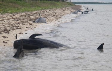 Encuentran 11 ballenas piloto muertas en Florida