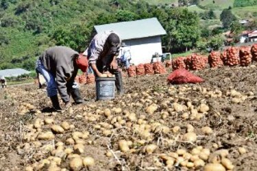 Banco de Desarrollo Agropecuario enfrenta alta morosidad