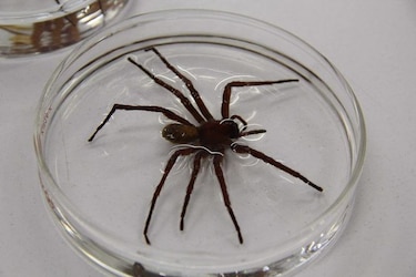 Nueva especie de araña mexicana sorprende a expertos por su gran tamaño