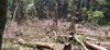 Acción climática, bosques y territorios indígenas 