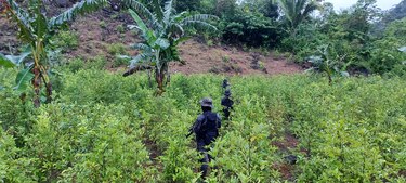 Guatemala, México y Honduras: los nuevos confines de la coca