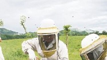 Incentivan la apicultura en Chiriquí